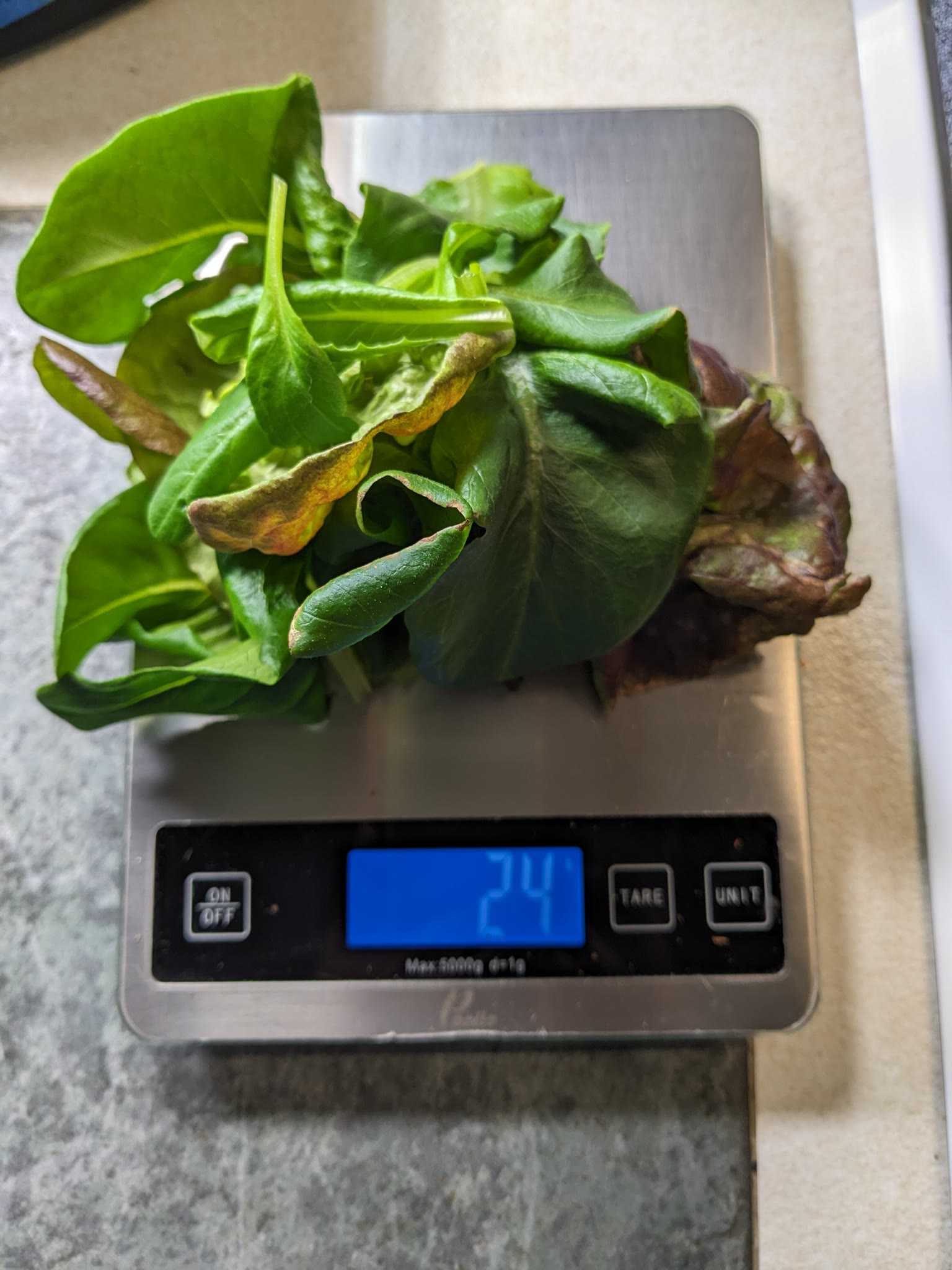 Update #1: Day 24Before harvest:Harvest:After harvest:I raised the lights about an inch, even though the lettuces aren't cl…
