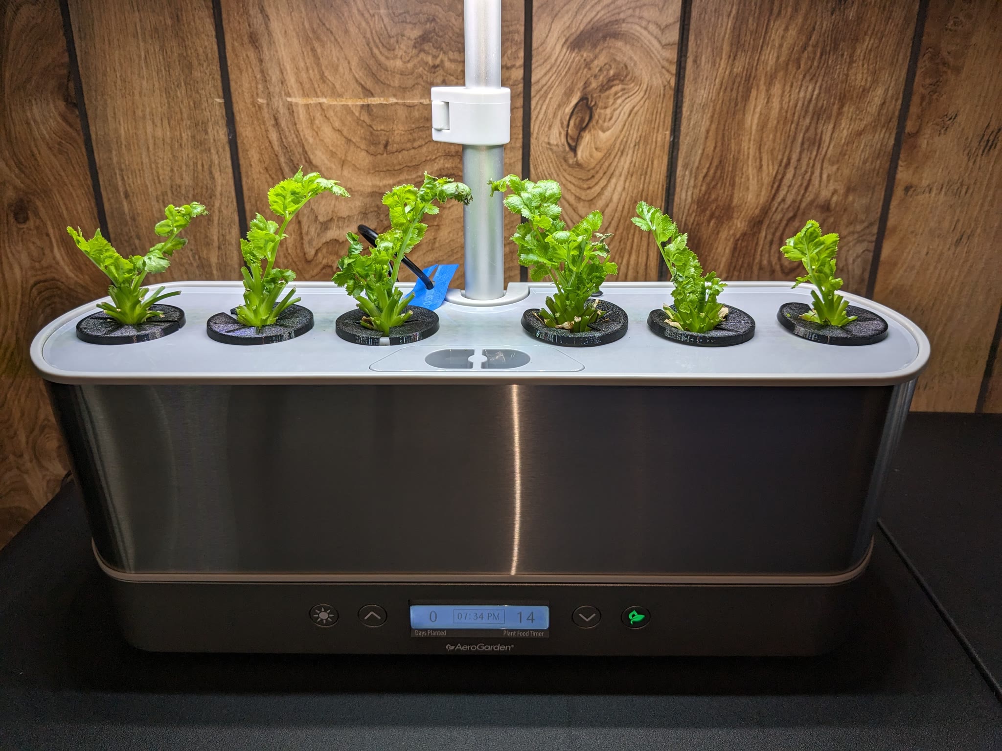 Update #4: 2024-02-05: Day 54I haven't been updating, because frankly, the cilantro garden has been depressing to look at.R…