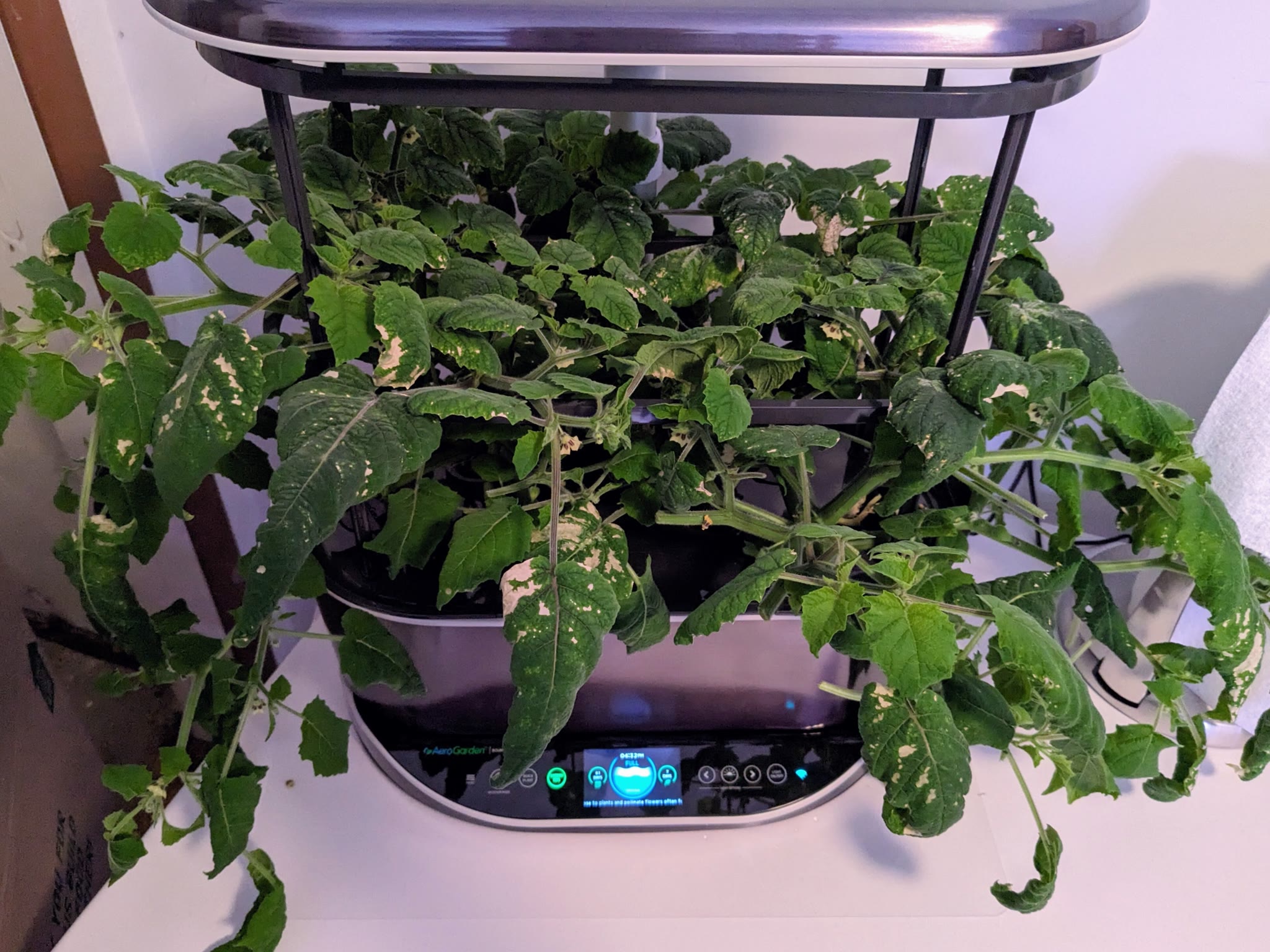 Update #4: 2024-03-04: Day 61Even though I raised nutrients, the plants have not shown any improvement. They continue to lo…