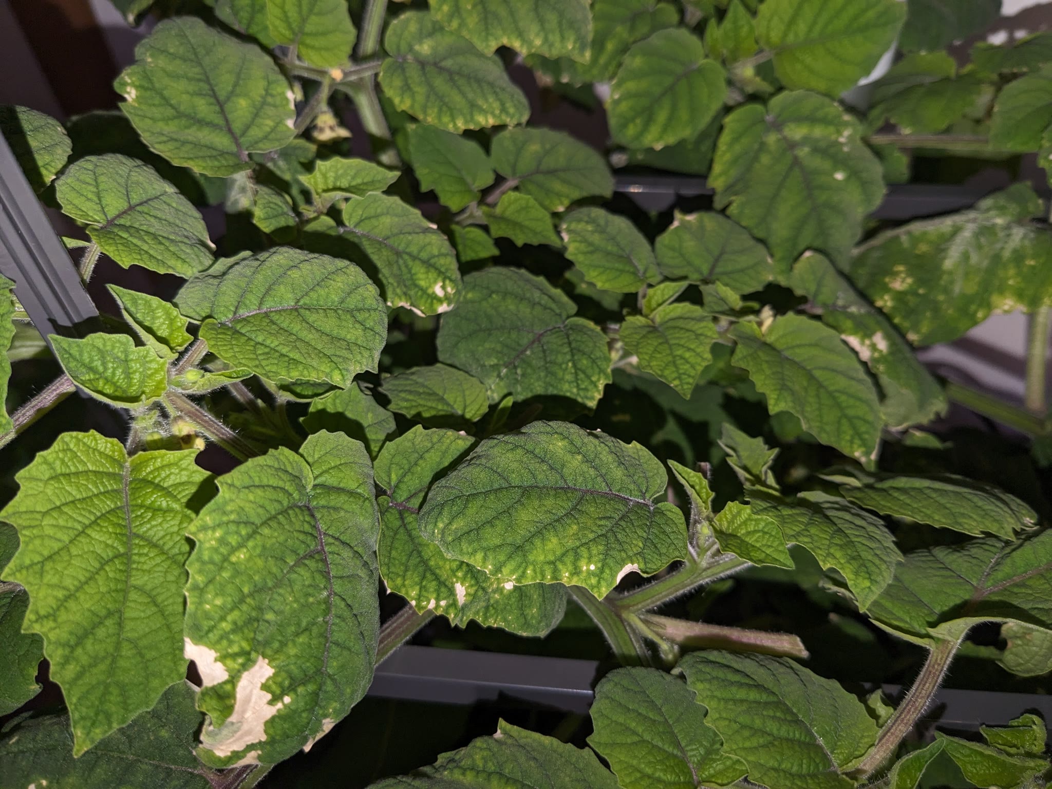 Update #4: 2024-03-04: Day 61Even though I raised nutrients, the plants have not shown any improvement. They continue to lo…