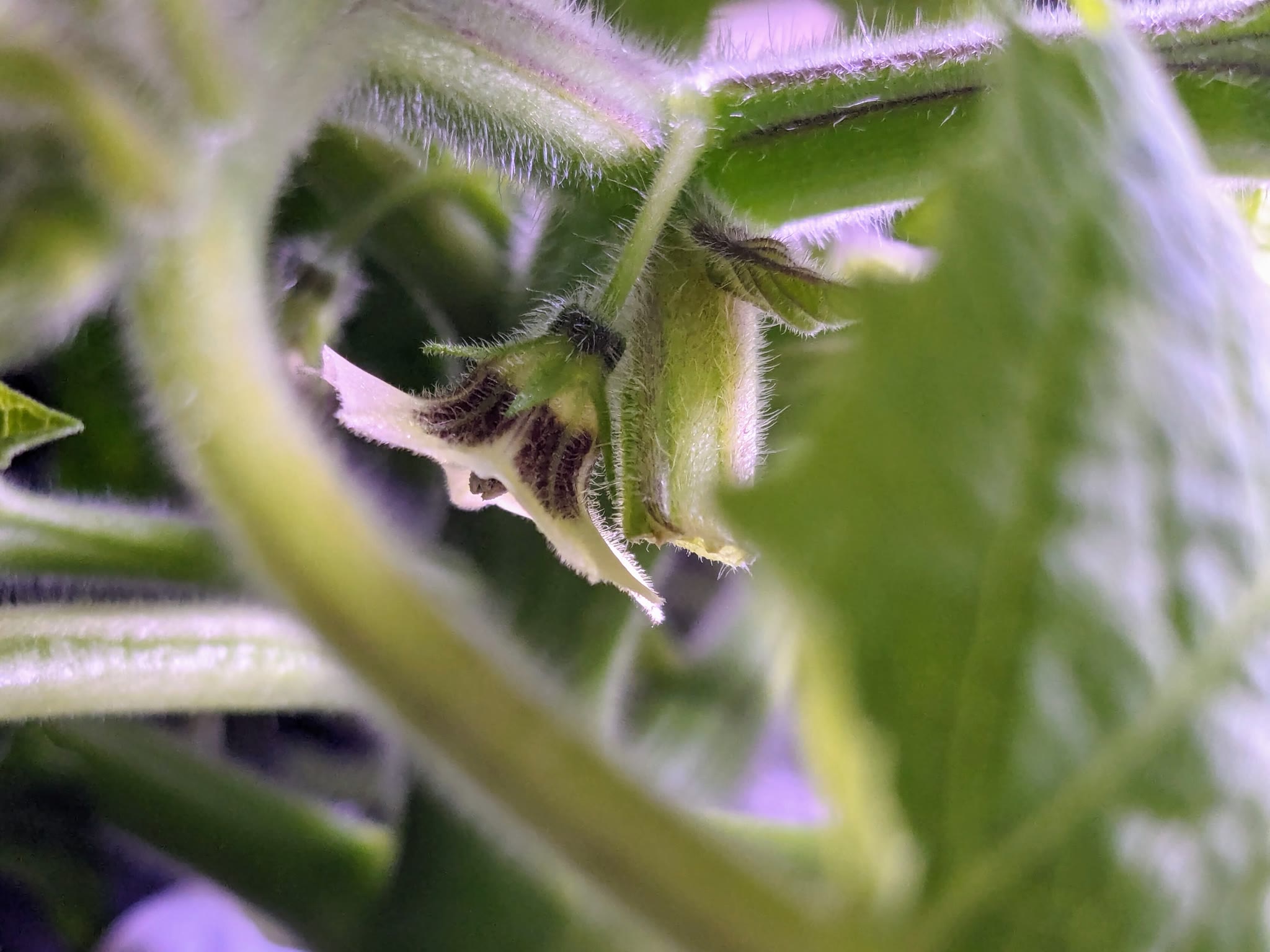 Update #3: 2024-02-15: Day 43Rinse and refill. The growth has been crazy this week AND a couple flowers snuck up on me! I d…