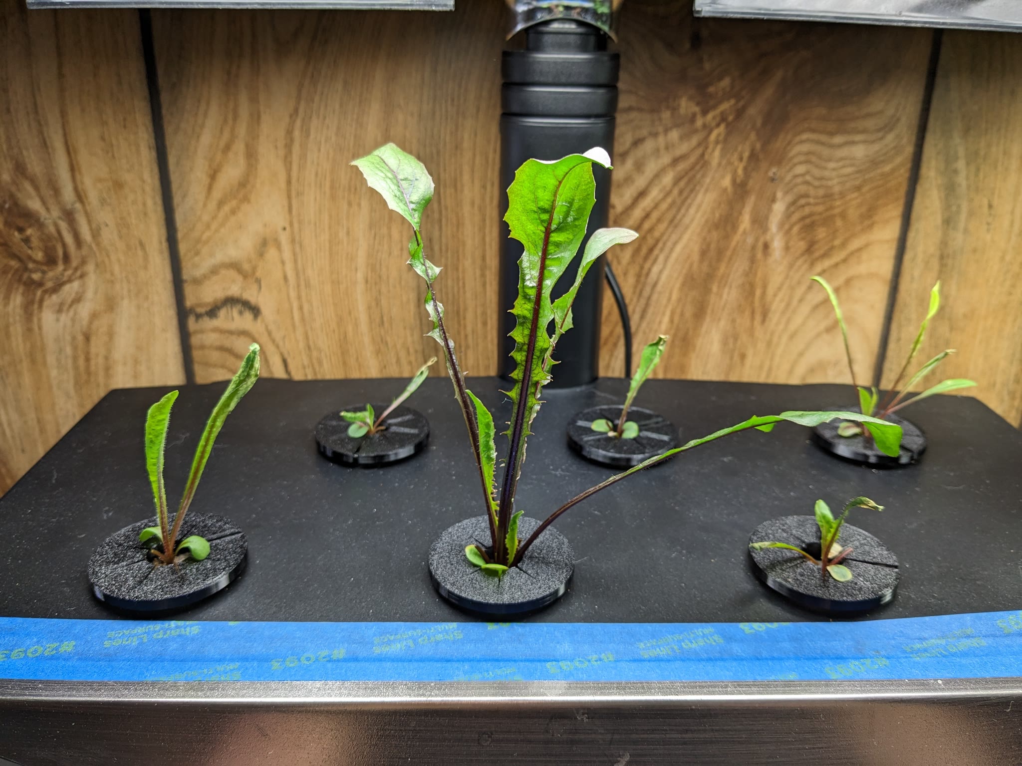 Update #2: 2023-12-21: Day 19The seedlings are growing, but not looking good. Lots of nutrient burnt or curled leaves. I've…