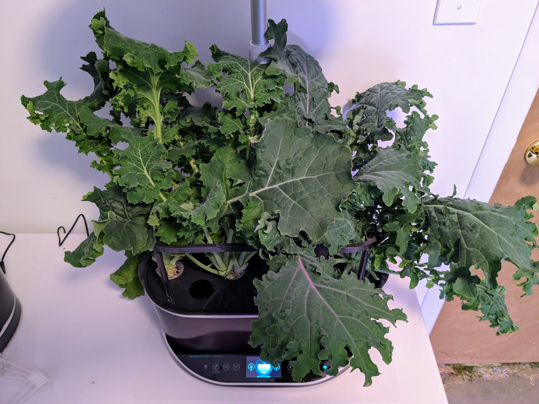 Update #7: 2024-03-29: Day 92Rinse and refill a day or so late. The plants went 10 days, no problem. Ate up their nutrients…