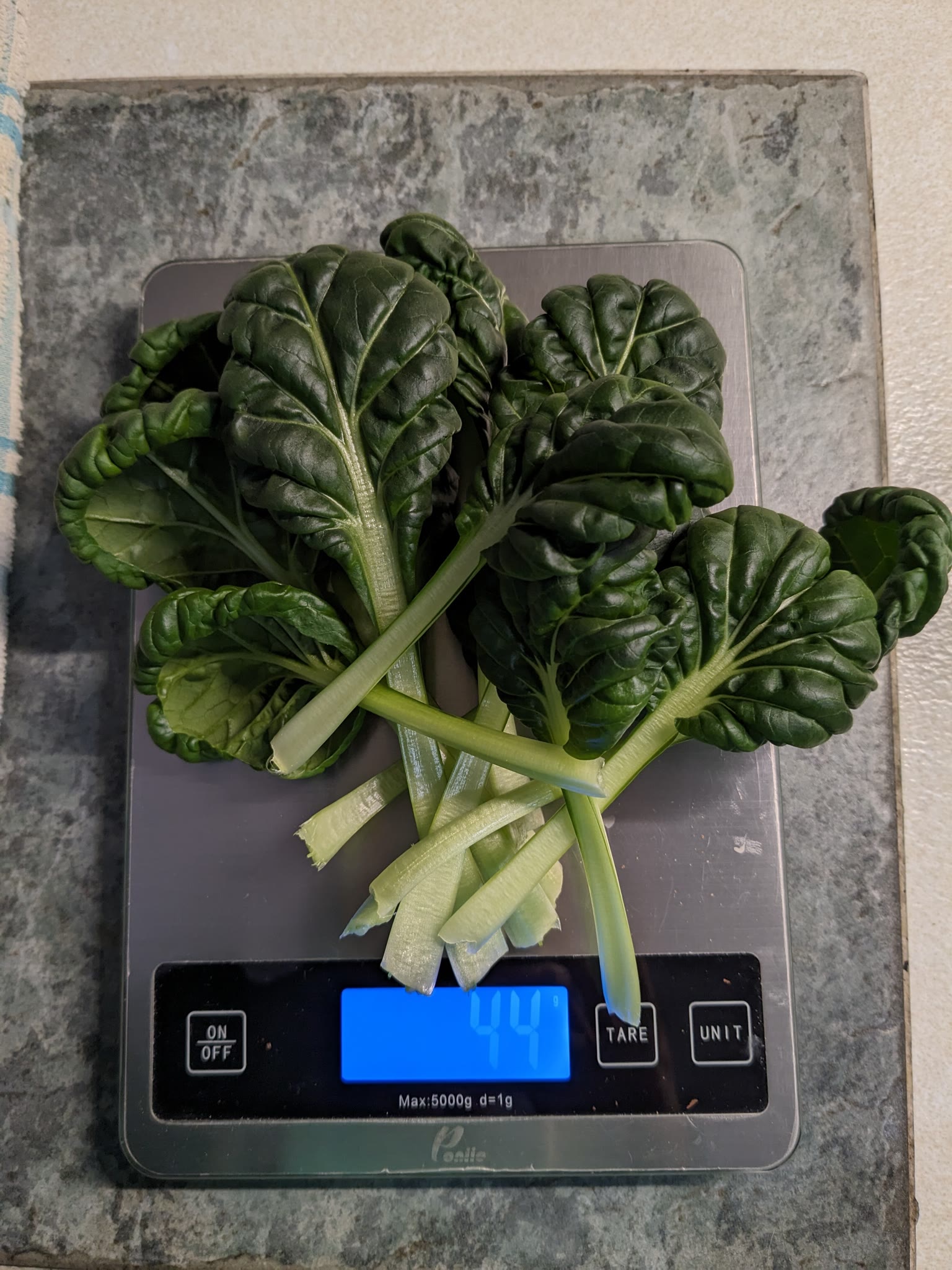 Update #6: Day 37Yep, not my imagination! They are both growing!Since I'm planning a 36 hour fast starting this evening, I …