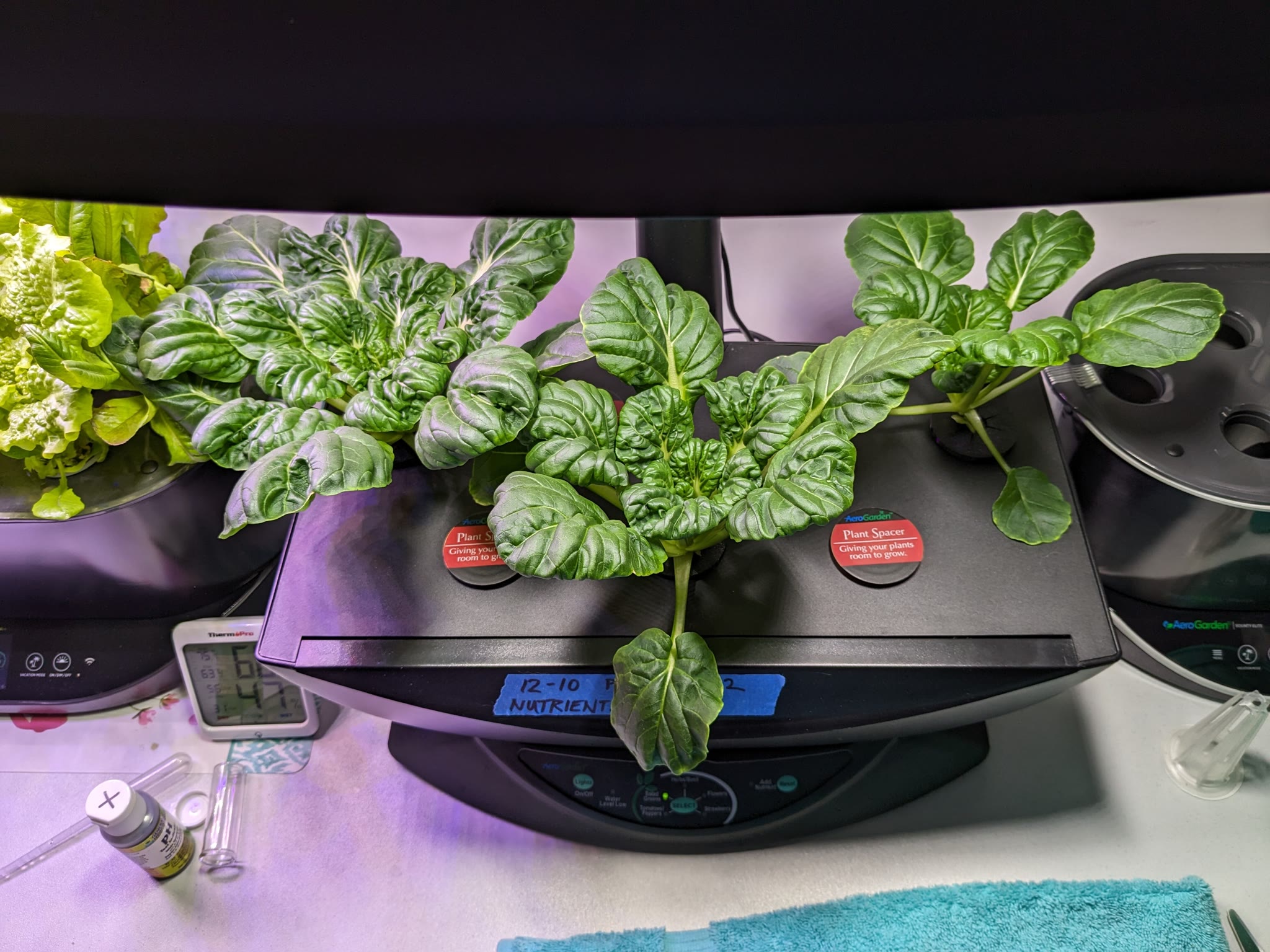 Update #2: It definitely needs regular harvesting! The upstairs Tatsoi is still going at almost 3 months. This downstairs o…