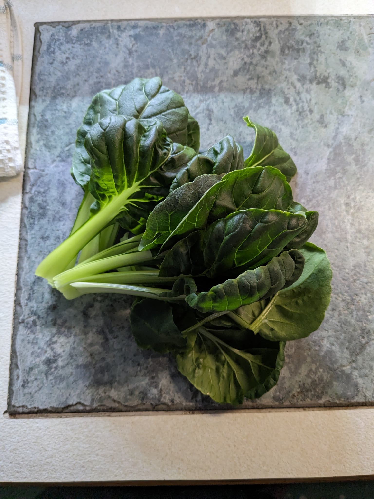 Update #2: It definitely needs regular harvesting! The upstairs Tatsoi is still going at almost 3 months. This downstairs o…