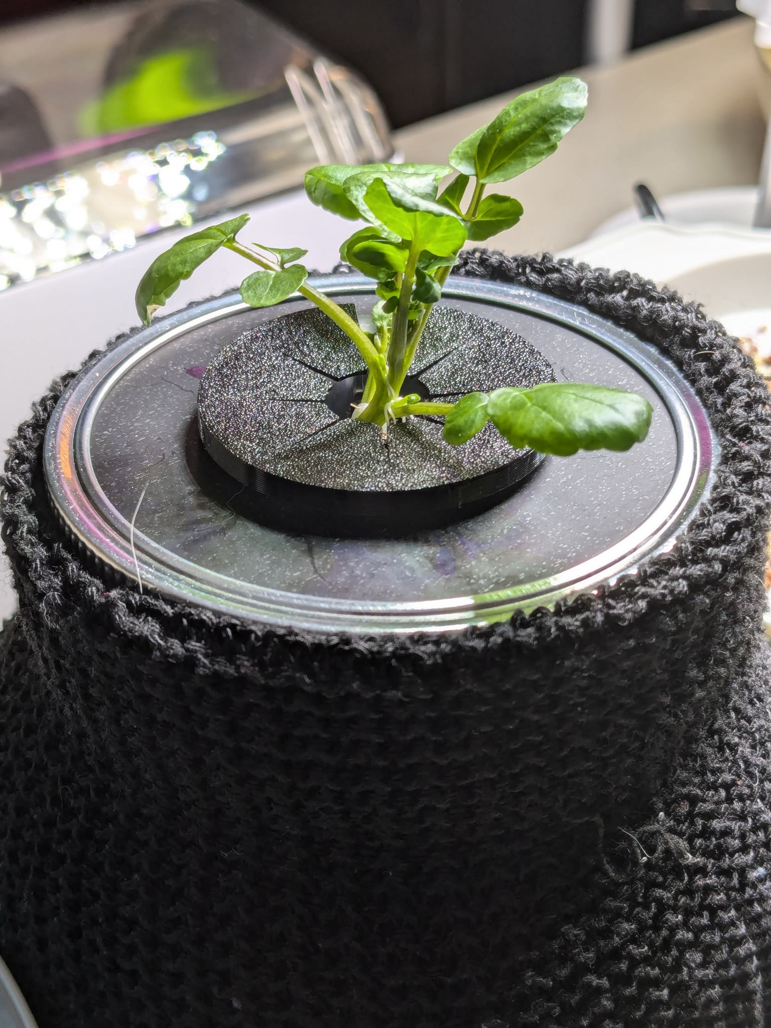 Update #3: 2024-11-16: Day 37Watercress is a rambunctious plant! Once it gets going, it gets going! I've been cutting on it…