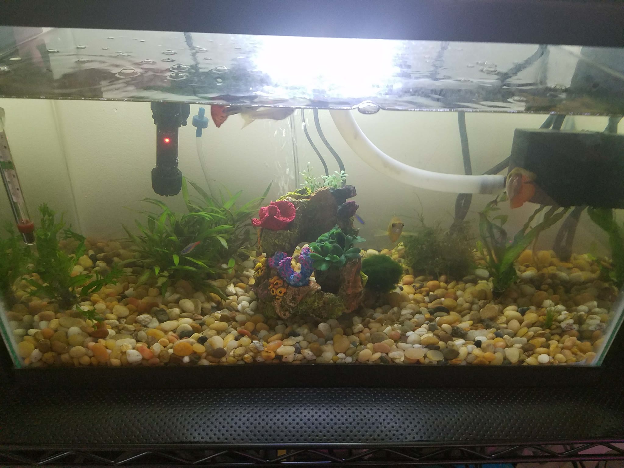 Update #2: The lettuce in this one keeps bolting on me. I am unsure if this is because the tank wasn't established enough y…