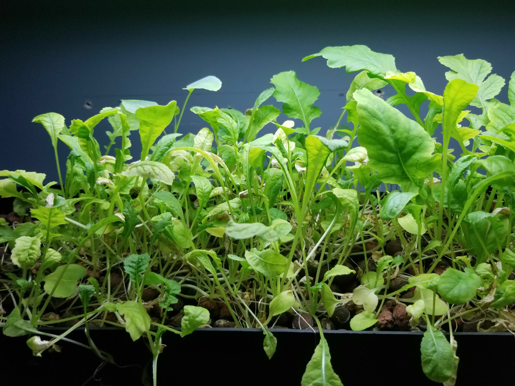 Update #4: Experiment time!The greens get a little light colored as they grow. According to the wisdom of the internet, yel…