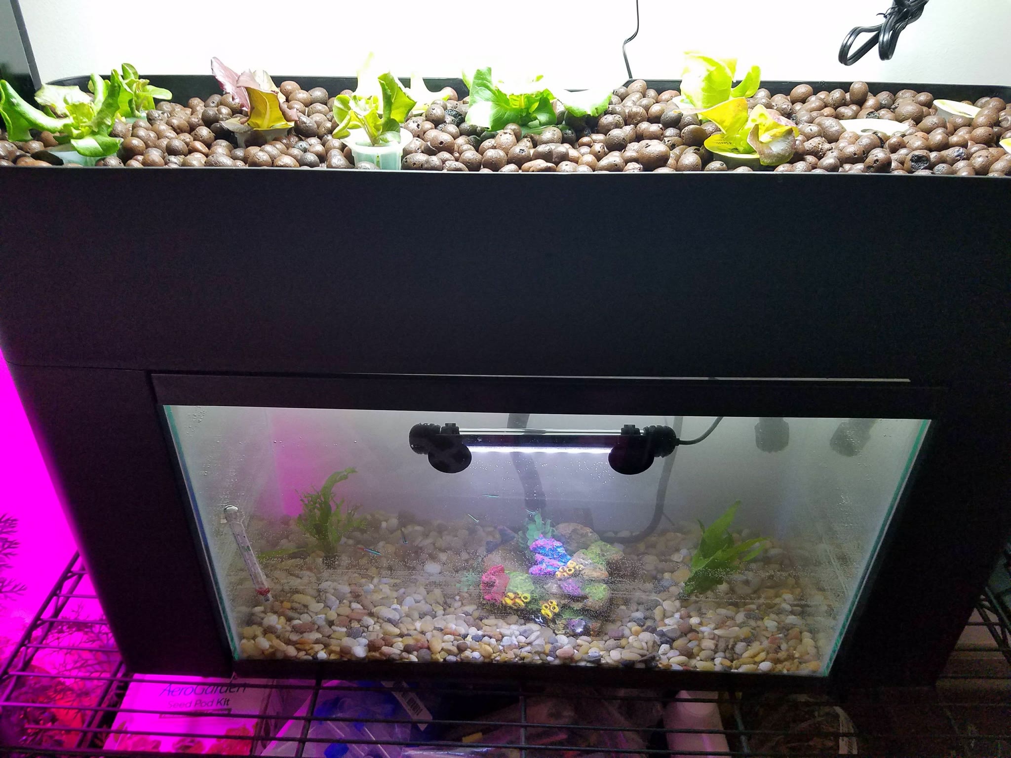 Update #1: My other aquaponics kit came in yesterday and I did another Petco trip today to get the tank furniture and a few…