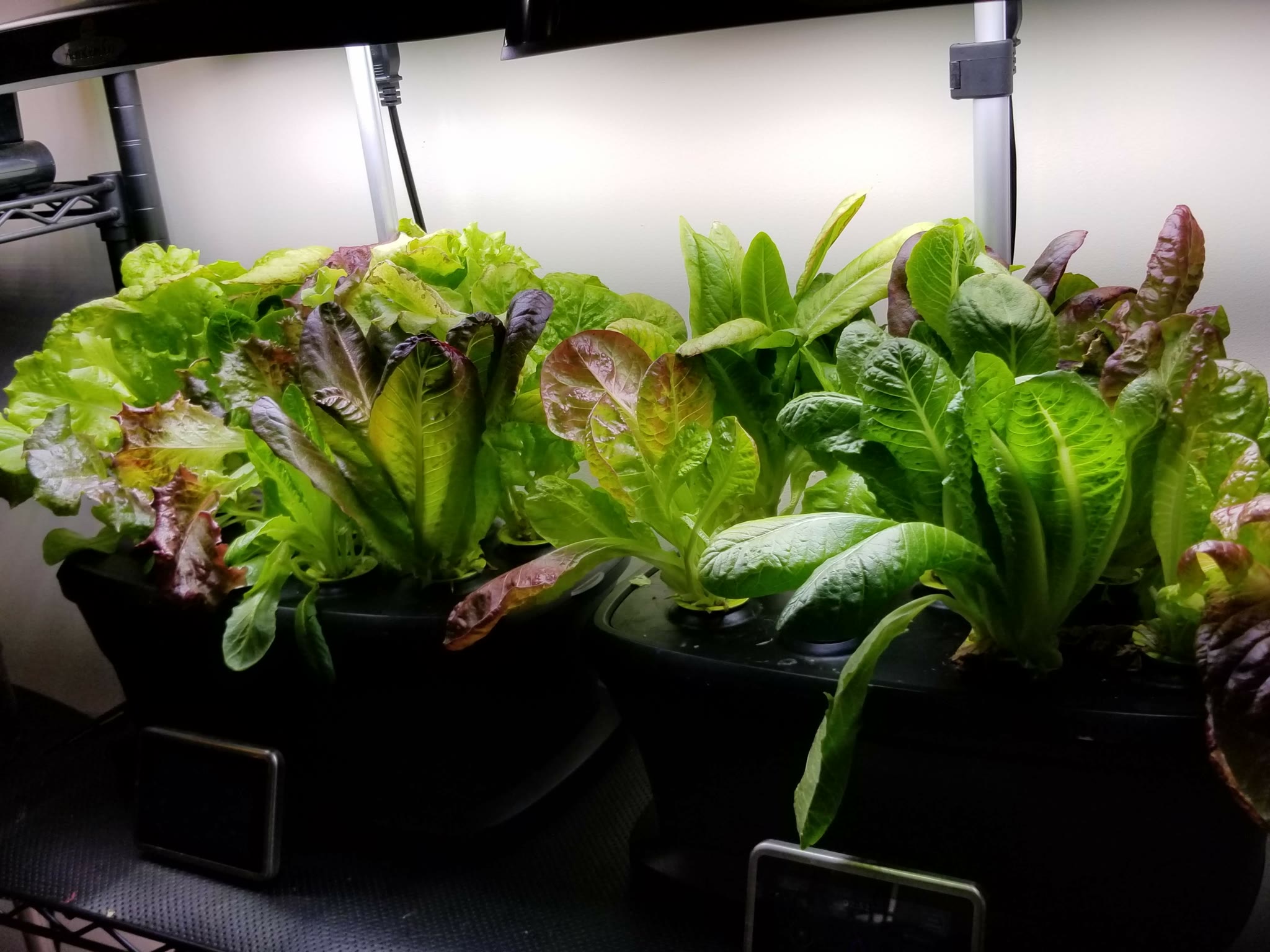 Update #1: Not much to say here- I'm using up the pods that came with my machines and then I'll switch to seeds. I'm using …