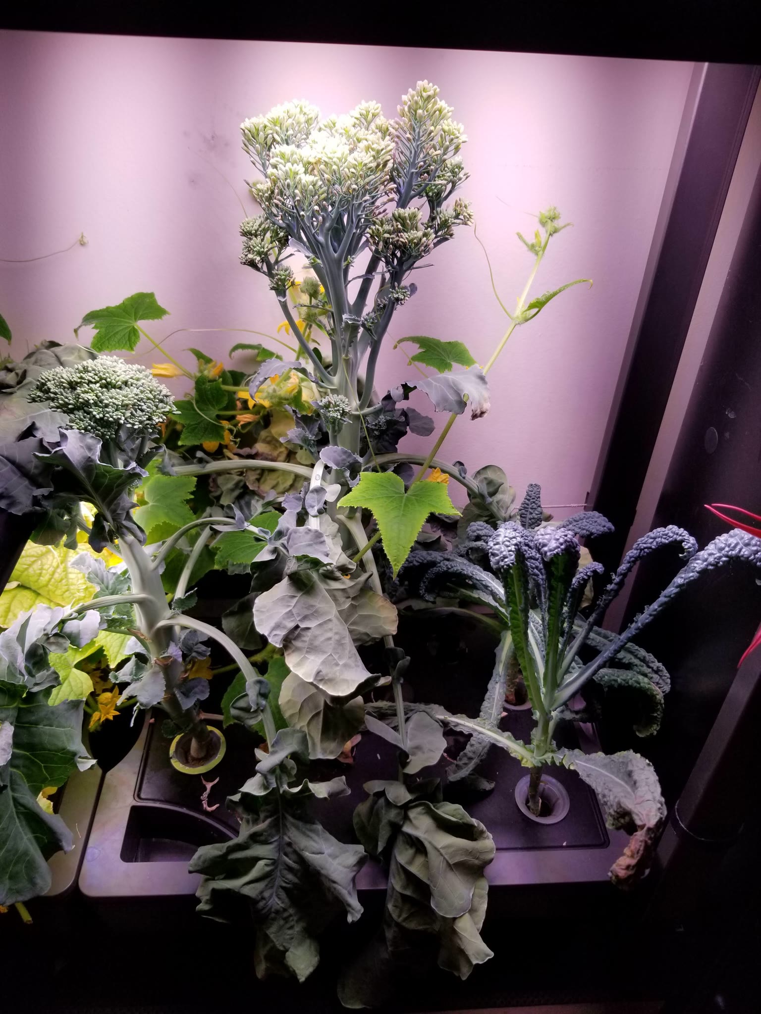 Update #2: This was both a success on the plant's part and then a bit of a fail on my part.The Aspabroc Hybrid seeds will f…