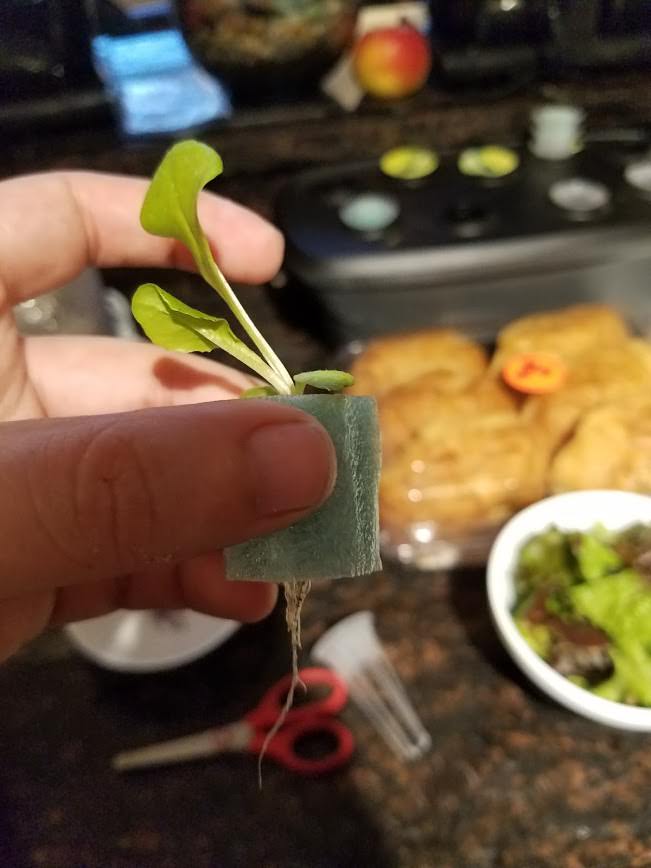 Update #2: Today I'm transplanting the first of the plants. I'll see how it does for a few days before I do the next.After …