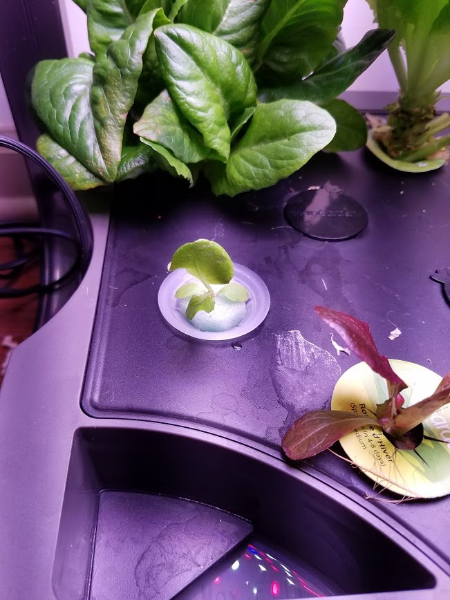 Update #2: Today I'm transplanting the first of the plants. I'll see how it does for a few days before I do the next.After …
