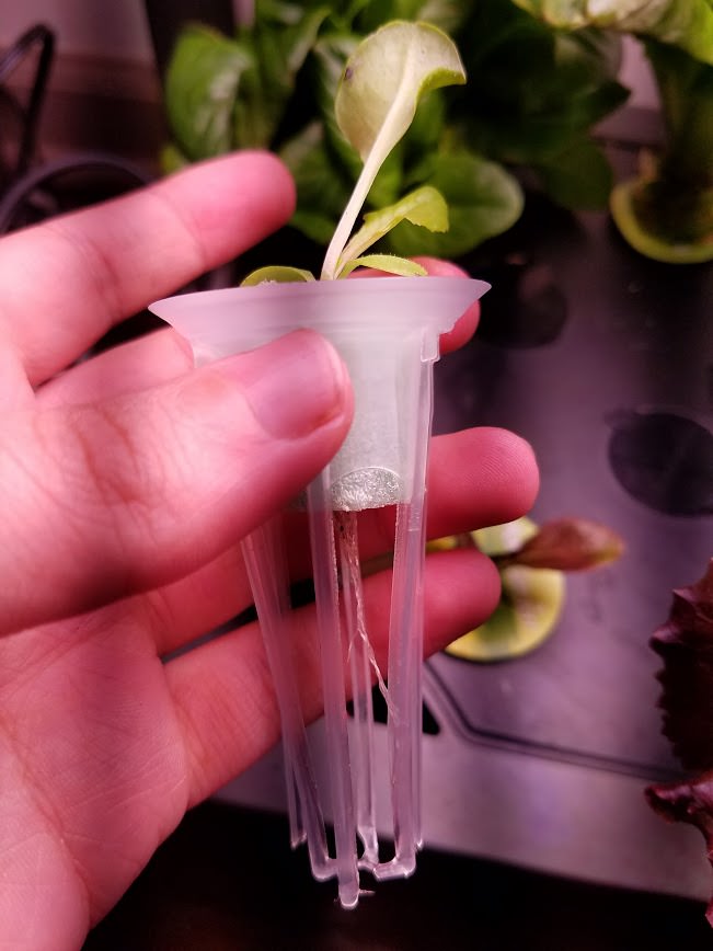 Update #2: Today I'm transplanting the first of the plants. I'll see how it does for a few days before I do the next.After …