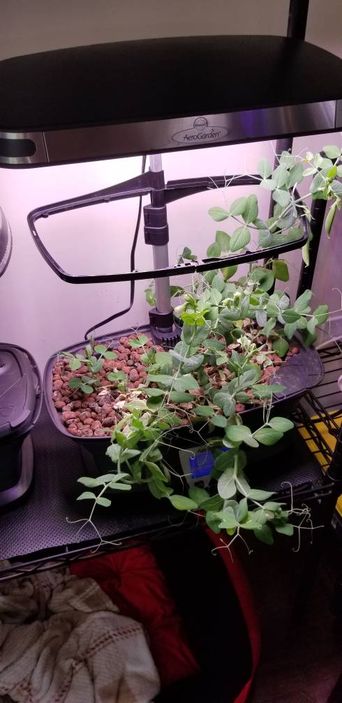 Update #3: One dried out a bit, but the other is still going strong. Only problem with that one is I took too long to put t…