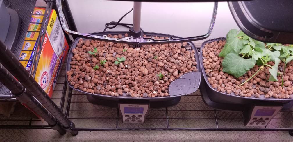 Update #1: Now that the beans are established, I started up my other two bowls back up with peas.