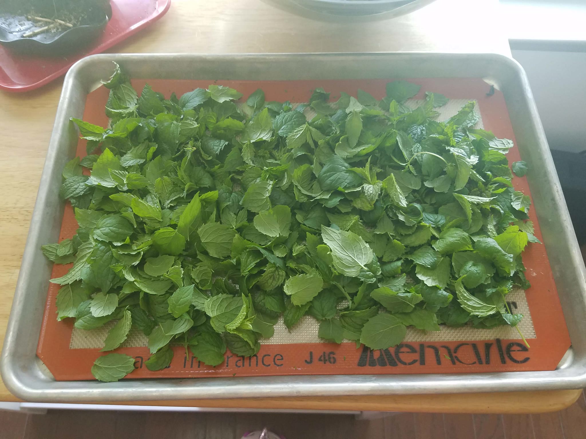 Update #5: These poor plants got horribly neglected while I was prepping for a conference. I had a lot of trimming to do.Po…