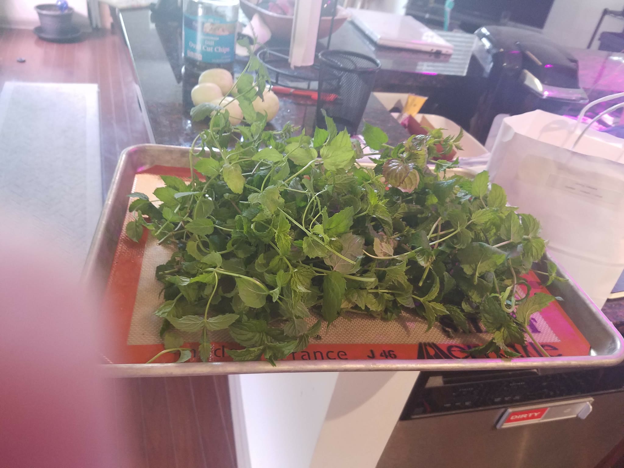 Update #5: These poor plants got horribly neglected while I was prepping for a conference. I had a lot of trimming to do.Po…