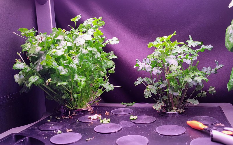 Update #5: Here are some before and after trimming ... I will be using the parsley today in my dinner,...,.