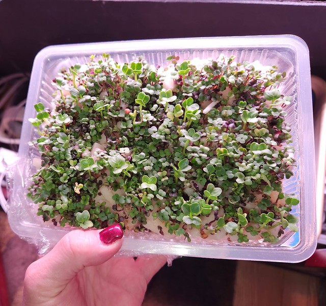 Update #1: here they are two days after planting: And here they are today: