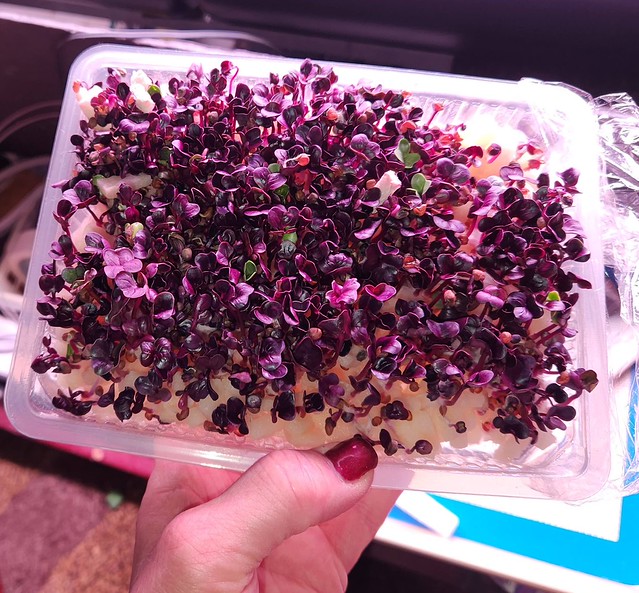 Update #1: here they are two days after planting: And here they are today: