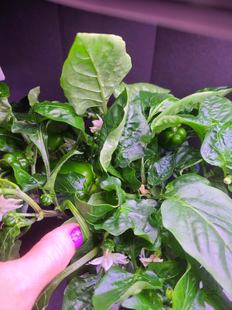 Update #5: Lots and lots of peppers and flowers. Here are some pictures from different sides. While pollinating I found a h…