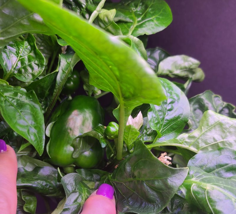 Update #5: Lots and lots of peppers and flowers. Here are some pictures from different sides. While pollinating I found a h…