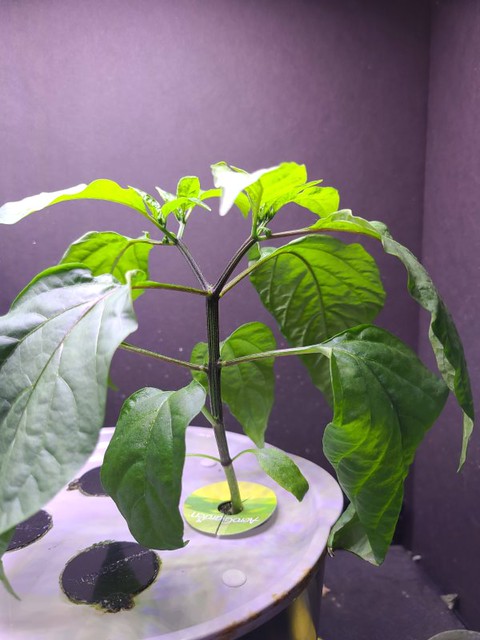 Update #4: Godfather on Left, Early Jalapeno on RightGodfather pepper (just one of many)mike , this Jalapeno has a thin bas…
