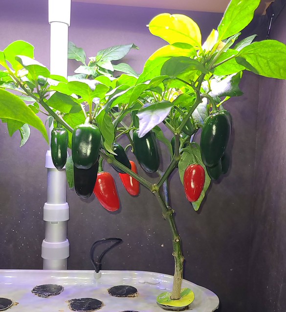 Jalapeño Early and Mislabeled King Arthur Pepper in a Bounty Elite