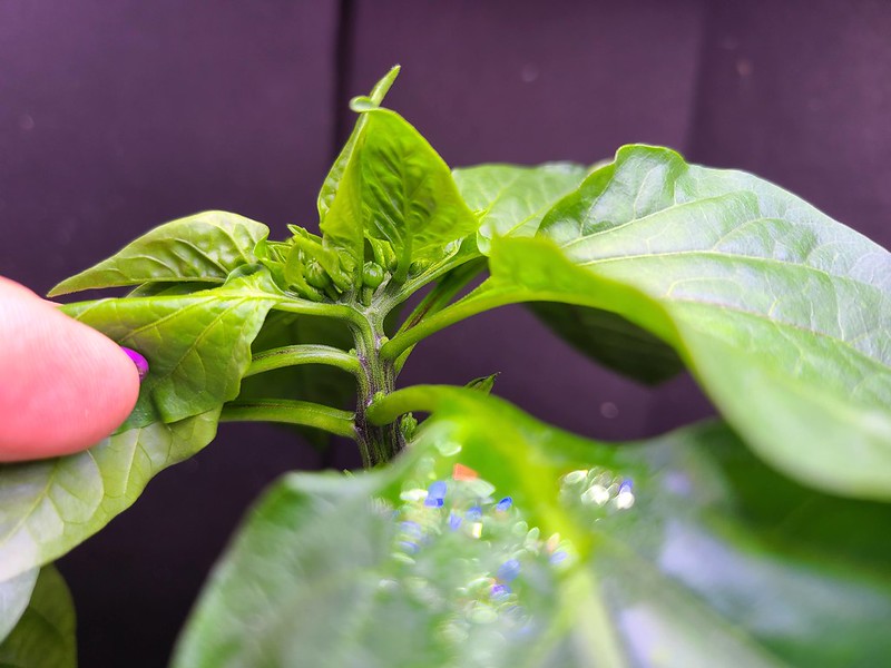 Update #2: mike or @cornne . You both have grown the Godfather pepper before. My plant is only 4" tall and had buds which I…