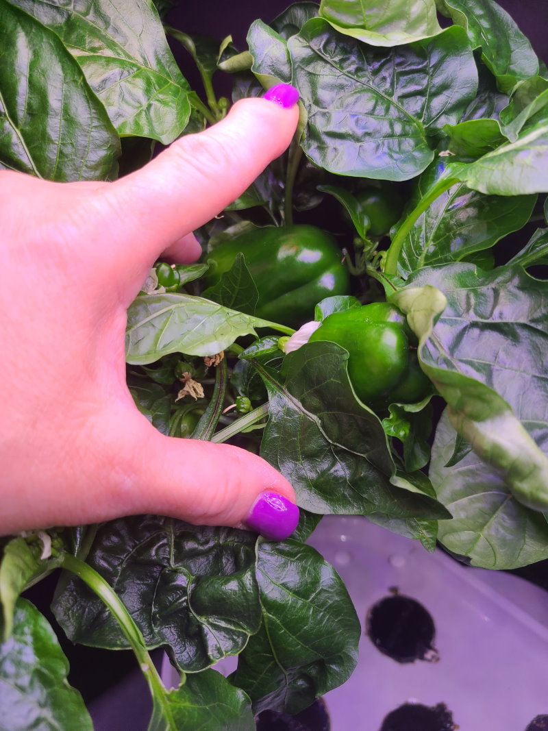 Update #5: Lots and lots of peppers and flowers. Here are some pictures from different sides. While pollinating I found a h…