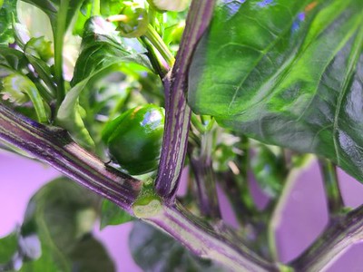 Update #4: Godfather on Left, Early Jalapeno on RightGodfather pepper (just one of many)mike , this Jalapeno has a thin bas…