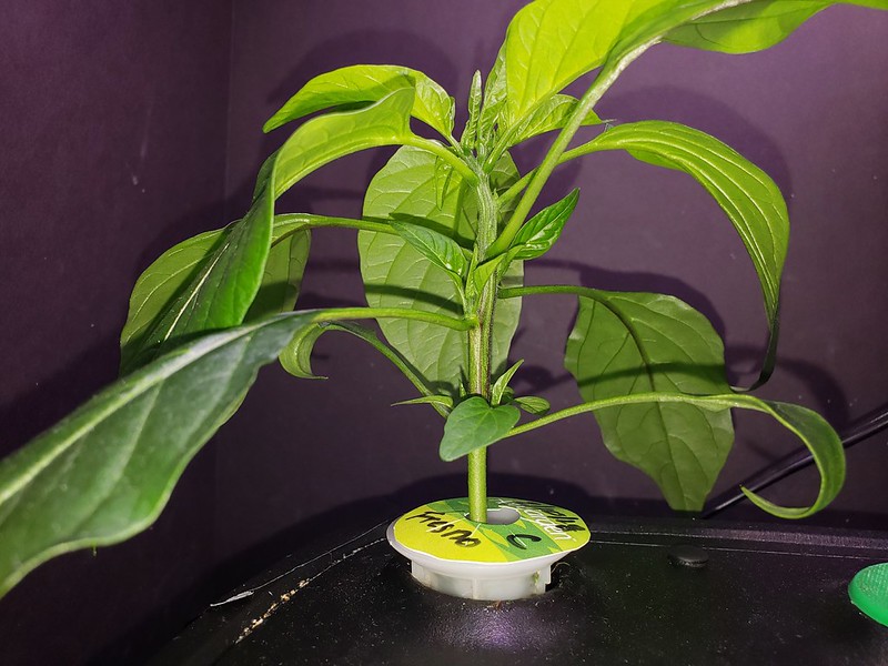 Update #5: Here is the Fresno and a close up of the branched out leaves. Should I be topping it yet or wait another week?