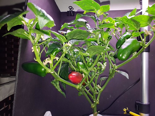 Update #14: I trimmed up the Fresno plant and picked a few. Here are three (minus some I put in Mark's lunch bag) and a Swee…
