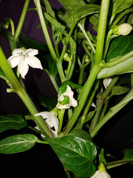 Update #10: Plant is doing well and I have my first pepper started. Mooch also added.