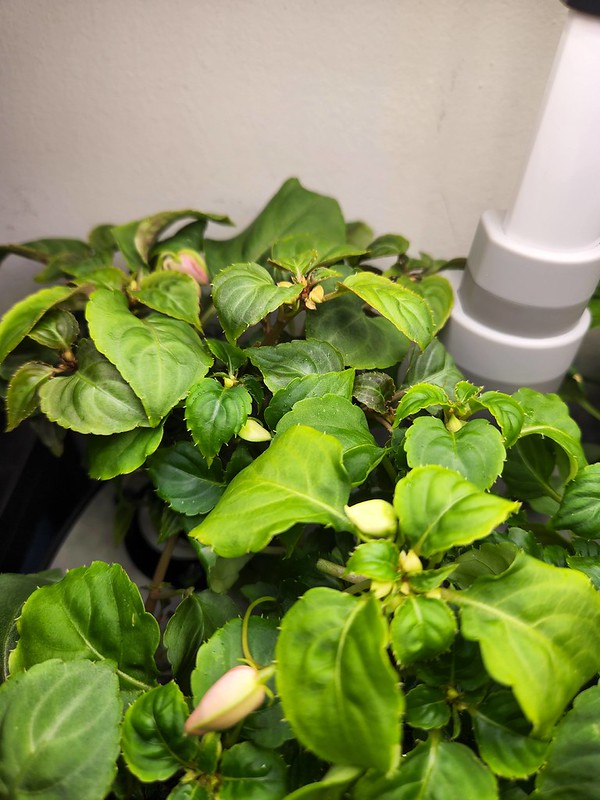 Update #5: These are slow but look at all the buds I am finding so hopefully soon.