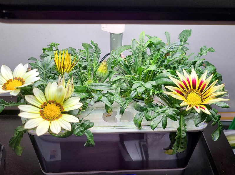 Update #12: A new flower opened this morning.