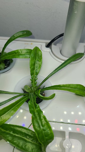 Update #6: Here they are this morning. I tried to find pictures of the leaves but could not find any to see if these are no…