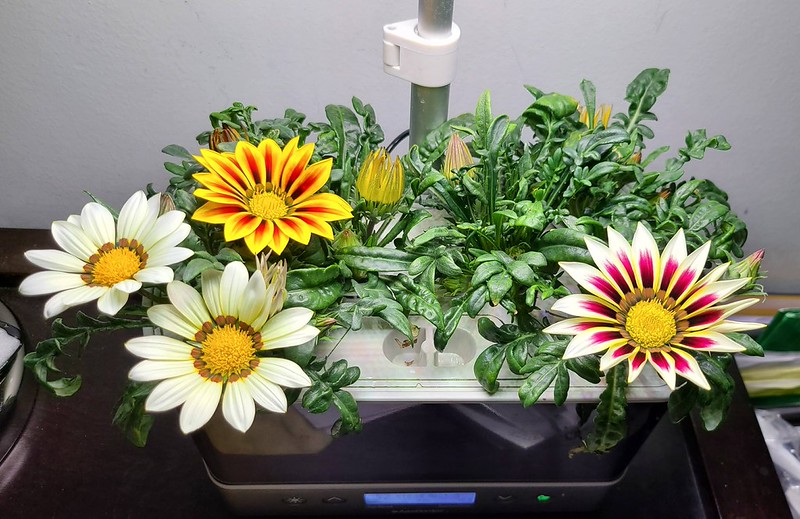 Update #13: A new flower color opened today.