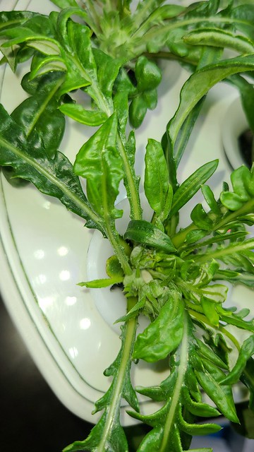 Update #8: These are taking FORREEEVVVER there are buds in the centers but very close to the base of the plant.