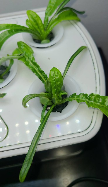 Update #6: Here they are this morning. I tried to find pictures of the leaves but could not find any to see if these are no…