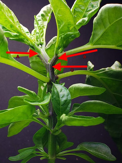 Update #9: mike , it has grown. I know it is only a couple days and I can wait longer if needed. Here is a Picture with and…