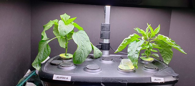 Update #9: mike , it has grown. I know it is only a couple days and I can wait longer if needed. Here is a Picture with and…