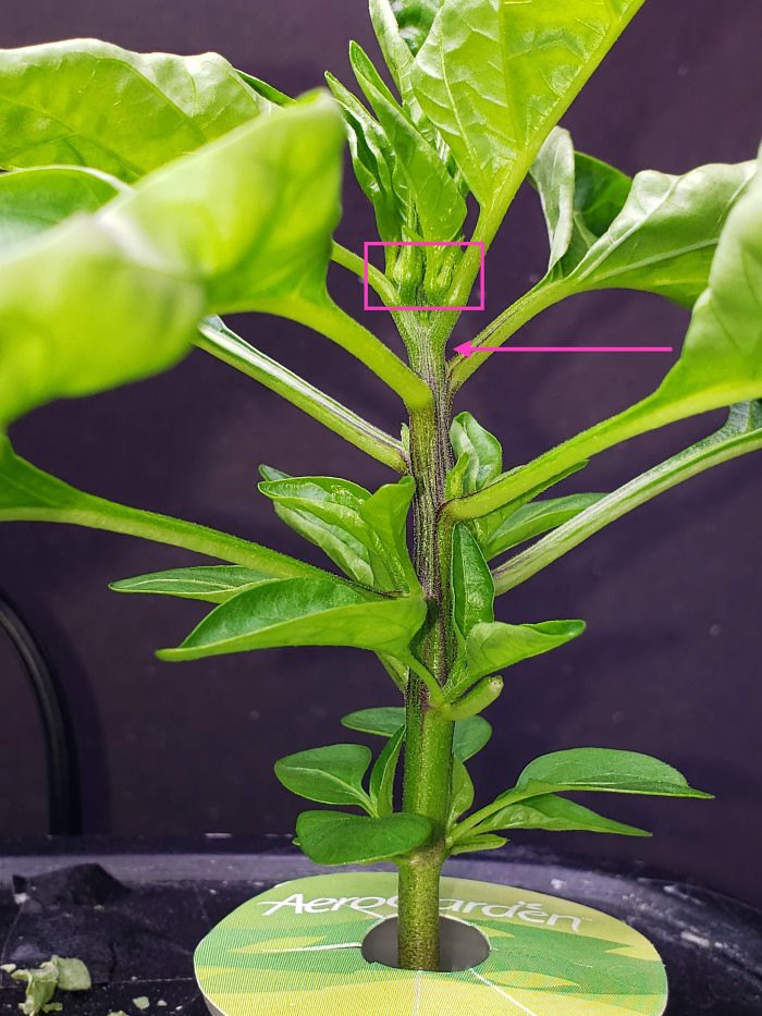 Update #7: mike , I need your assistance. This is my Jaloro Pepper. This pepper is said to grow 18" to 24". I want to make …