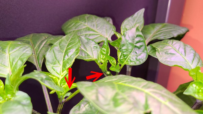 Update #10: All three are doing well. I even raised the hood more. (full picture below) The front right has tiny buds in the…