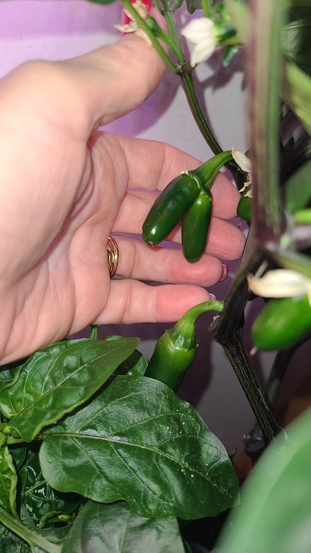 Update #15: Here they are today. The one plant is 2 feet tall ... Sweet Apple: Zapotec Jalapeno: Zapotec Conjoined Twins: Sw…
