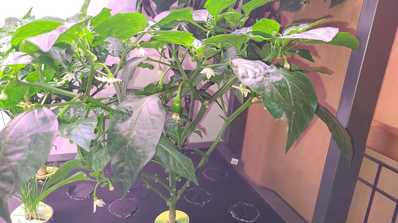 Update #15: Here they are today. The one plant is 2 feet tall ... Sweet Apple: Zapotec Jalapeno: Zapotec Conjoined Twins: Sw…