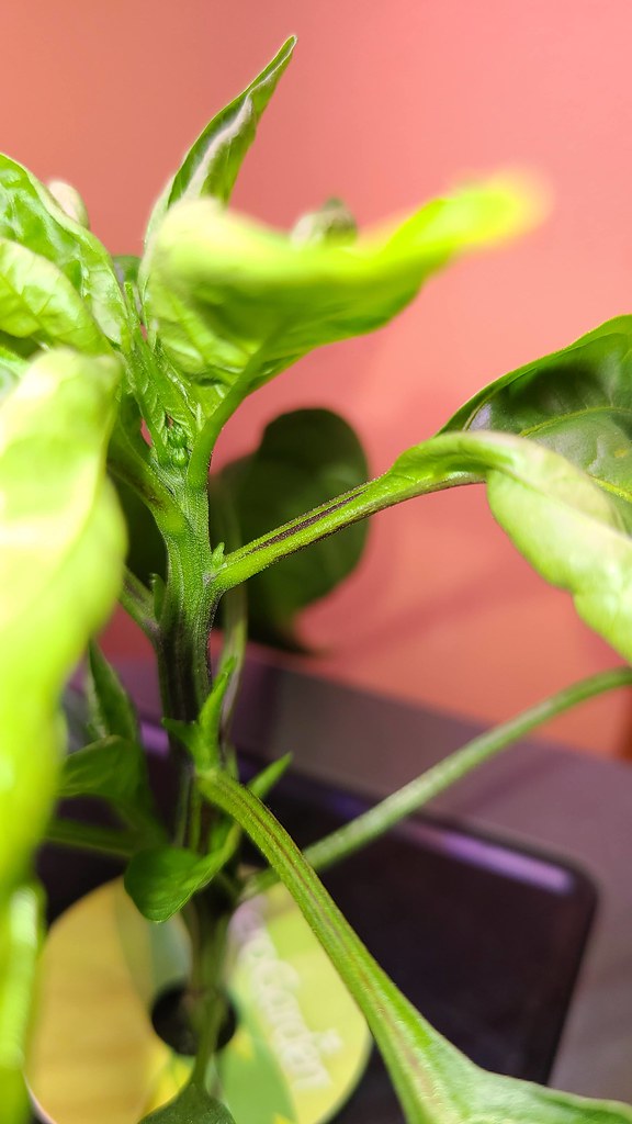 Update #8: mike , any ideas on this one. DOes that look like a branch off? Or do you think I should top? Plant is maybe 4" …