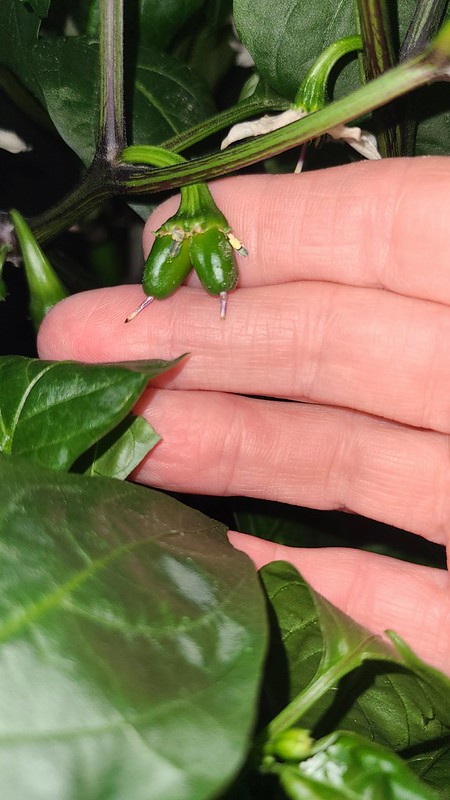 Update #14: Not the best picture as I had a furry lug trying to sniff the plants... And here is the twins...
